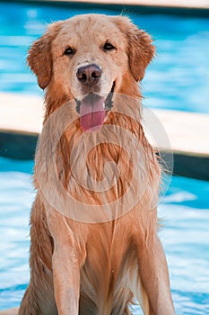 Wet happy dog