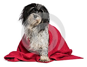 Wet havanese dog with a red towel