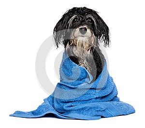 Wet havanese puppy dog after bath is dressed in a blue towel