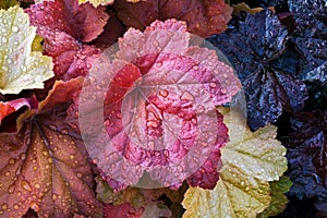 Wet Heuchera Leaves