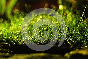 Wet highlighted grass in the night with drops of dew