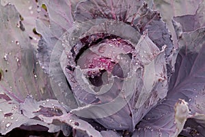 Wet homegrown Red drumhead cabbage, organic vegetable in garden photo