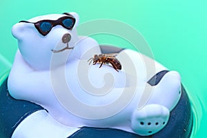 Wet honey bee  rescuing from the pool on a plastic polar bear