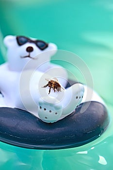 Wet honey bee rescuing from the pool on a plastic polar bear