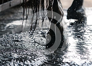 Wet hoof of a sport horse during washing in stable.