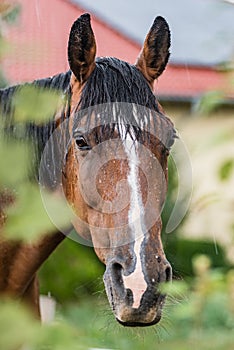 A wet horse head with raindrops running down on fur. A horse standing in a green pasture during a downpour rain