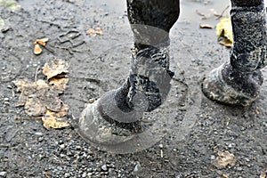 Wet horse hooves in the mud, close-up. Dirty horseboots