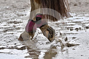 Wet horse hooves in the mud, close-up. Dirty horseboots. Horse foot in motion in a pool