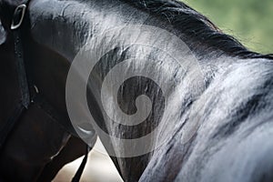 Wet horse neck being washed with hose in summer in stable.