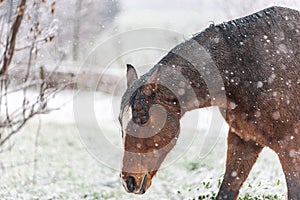 A wet horse in a paddock on a windy winter day. Visible snowflakes, wind and frost. Close-up of the horse`s eyes and head.