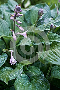 Wet hosta leaves and flowers in the rain