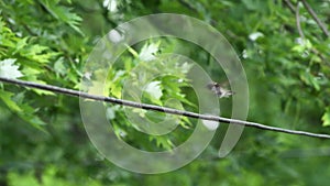 Wet Humming bird grooming on electrical wire