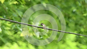 Wet Humming bird grooming on electrical wire