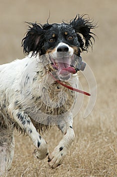 Wet Hunting Dog