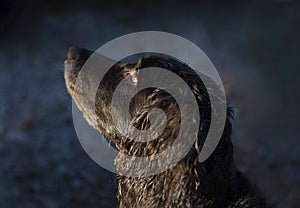 Wet Hunting Dog Portrait