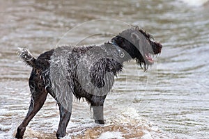 Wet hunting dog on the river