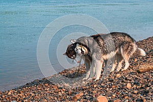 Wet husky dogs play on the shore of a summer river. Happy Siberian husky gnaw a stick and take away from each other