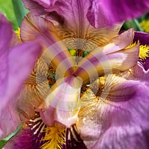 Wet iris #closeup on sunny day