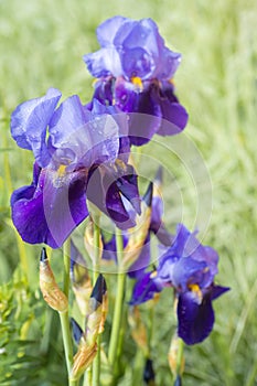 Wet iris flower with rain drops on leafs