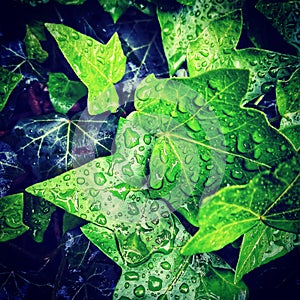 Wet Ivy leafs