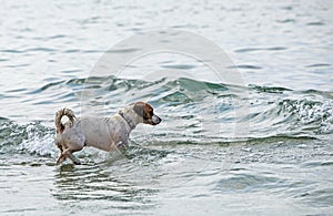 Wet jack russell terrier comes to the sea to swim. family holidays