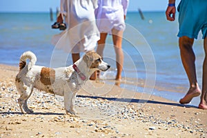 Wet jack russell terrier looks out to sea, where his owner swims rest, horizontal format