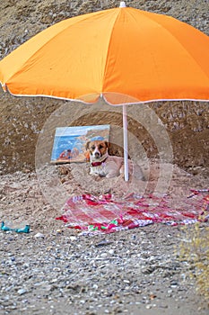 Wet jack russell terrier sits under an umbrella on the wet sand near the sea with a picture, rest, horizontal format