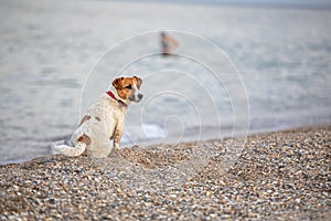 Wet jack russell terrier sitting on the edge of wet sand near the sea, rest, horizontal format