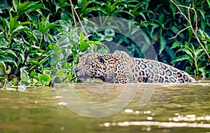 A wet jaguar slinks slowly through the water stalking a prey