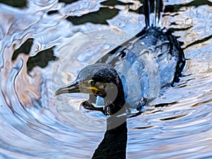 Wet Japanese cormorant in Hikiji River 2