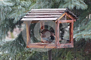 Wet jaybird