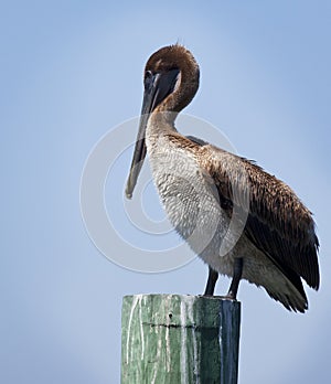 Wet Juvenile Brown Pelican