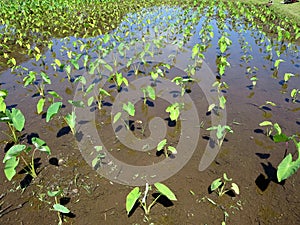 Wet Kalo Taro Field on Windward Oahu