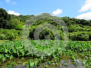 Wet Kalo Taro Fields on Windward Oahu photo