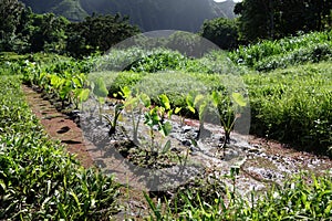 Wet Kalo Taro Fields on Windward Oahu with Trees and Mountains in the distance