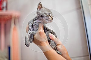 Wet kitten in the hands of owner in bathroom. Took the redeemed kitten out of the water.
