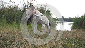 Wet labrador or golden retriever biting wooden stick outdoor. Dog playing at nature near river or lake. Slow motion