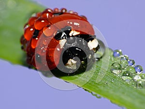 Wet ladybug