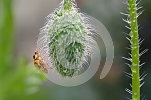 Wet Ladybug on poppy bud