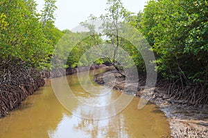 Wet land ana tidal water area of mangrove forest in pranburi na