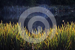 Wet land in matheson lake southland new zealand photo