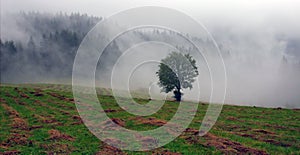 Wet Landscape With Lonely Tree in Fog