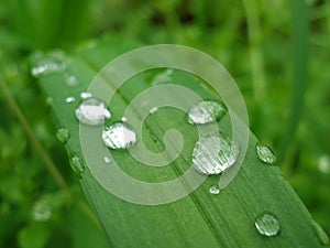 Wet Leaf