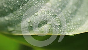 Wet leaf background