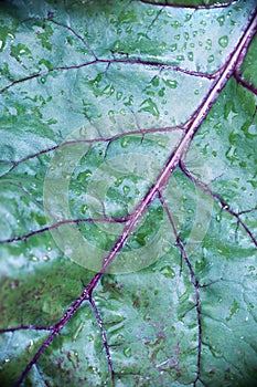 Wet leaf of beet tops, photographed close-up. Background, diagonal, macro.