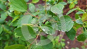 Wet leaf closeup with shiny water droplets look like small brilliant beads