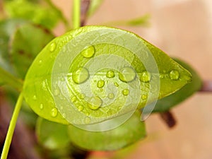 Wet leaf