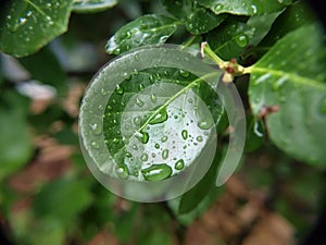 Wet leaf macro 5