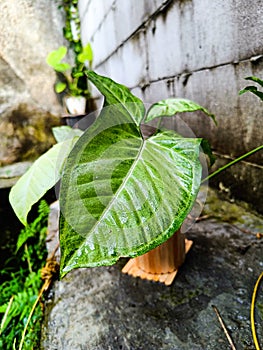 wet leaf of Syngonium podophyllum