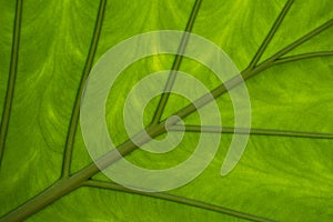 Wet leaf of a tropical tree shot from below.